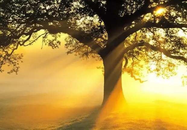 10 Manfaat Mengejutkan Berjemur Selama 15 Menit Setiap Hari