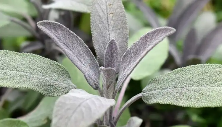 Herbal Diabetes Ampuh - Tanaman Sage